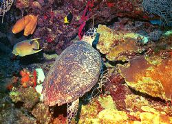 Turtle, Angel, Rock beauty, Corals & sponges, Nikonos 15m... by Michael Salcito 